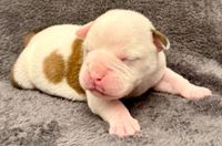 Diva, Continental Bulldog, vom Lachmann Hof, Conti, VDH, FCI, Pack Leader, Cyriac, Margeta's, Pickwick, Hund, Welpe, Puppy, Dog