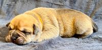 Continental Bulldog, vom Lachmann Hof, Conti, Bulldog, Bully, Niedersachsen, Behrensen, Northeim, VDH, CBCD, FCI, Hund, Dog, Wel