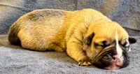 Continental Bulldog, vom Lachmann Hof, Conti, Bulldog, Bully, Niedersachsen, Behrensen, Northeim, VDH, CBCD, FCI, Hund, Dog, Wel