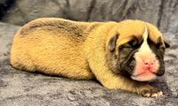 Continental Bulldog, vom Lachmann Hof, Conti, Bulldog, Bully, Niedersachsen, Behrensen, Northeim, VDH, CBCD, FCI, Hund, Dog, Wel