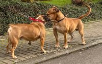 Continental Bulldog, vom Lachmann Hof, Conti, Bulldog, Bully, Cleo, Cleopatra, True Prodigy of Eleanors, Onkel Brutus, VDH, CBCD