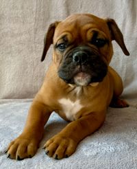 Continental Bulldog, vom Lachmann Hof, Coralie, Hank Bulls z Orvetu, Margeta's, Conti, Bulldogge, Welpe, Puppy, Niedersachsen, V