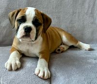 Continental Bulldog, vom Lachmann Hof, Coralie, Hank Bulls z Orvetu, Margeta's, Conti, Bulldogge, Welpe, Puppy, Niedersachsen, V