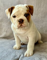 Continental Bulldog, vom Lachmann Hof, Coralie, Hank Bulls z Orvetu, Margeta's, Conti, Bulldogge, Welpe, Puppy, Niedersachsen, V