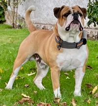 Diva, Continental Bulldog, vom Lachmann Hof, Conti, VDH, FCI, Pack Leader Mona Lisa, Margeta's Fynn, Pickwick Zurrly, Hund, Welp