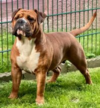 Diva, Continental Bulldog, vom Lachmann Hof, Conti, VDH, FCI, Pack Leader Mona Lisa, Margeta's Fynn, Pickwick Zurrly, Hund, Welp