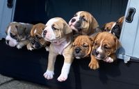 Continental Bulldog, vom Lachmann Hof, Behrensen, Josy, Pack Leader Mona Lisa, Pickwick Zurrly, Conti, Bulldog, Welpen, D-Wurf, Hunde, VDH, FCI, Dog, Puppy
